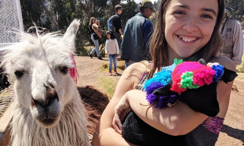 Alpaca in Cusco